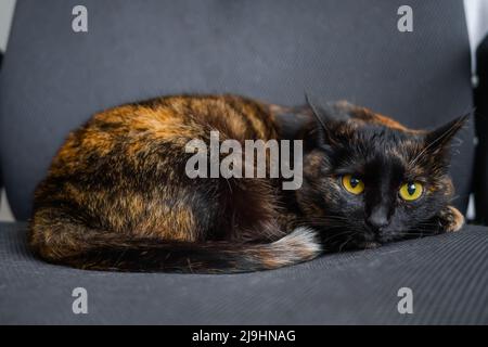 Niedliche Calico-Katze, die auf einem grauen Bürostuhl liegt und die Kamera aus nächster Nähe anschaut Stockfoto