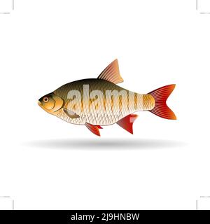 Rudd. Süßwasserfische der Karpfenfamilie. Realistische Darstellung. Vektorbild Stock Vektor