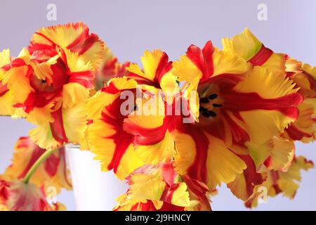 Studioaufnahme von gelb und rot blühenden Papageientulpen Stockfoto