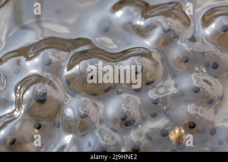 Laichen von gewöhnlichen Fröschen im Wasser Stockfoto