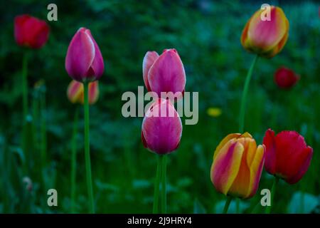 Rosa, gelbe und rote Tulpenblüten mit dunkelgrünem Hintergrund Stockfoto