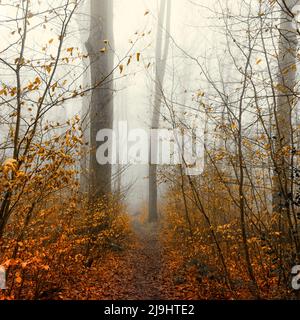 Fußweg im Herbstwald, umgeben von dichtem Nebel Stockfoto