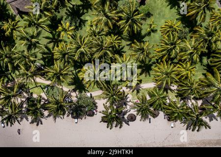Mauritius, Black River, Flic-en-Flac, Hubschrauberblick auf Palmen am afrikanischen Strand Stockfoto