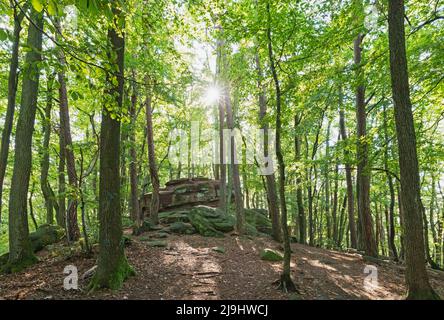 Sonnenlicht strömt durch Bäume am Felsenmeer im Pfälzer Wald Stockfoto