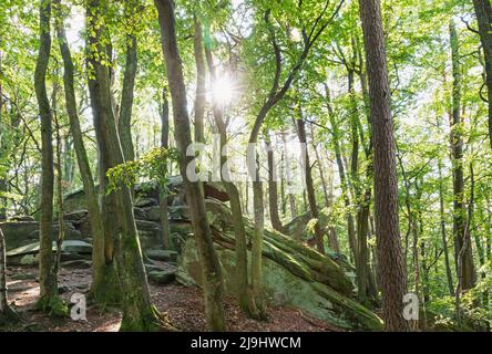 Sonnenlicht strömt durch die Buche am Felsenmeer im Pfälzer Wald Stockfoto