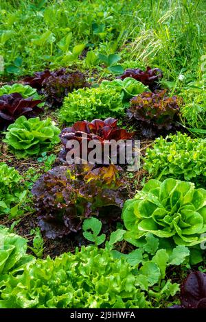 Grünes und rotes Blattgemüse auf dem Bauernhof Stockfoto