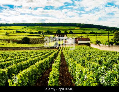 Atemberaubende Weinberge wachsen in einer üppigen hügeligen Landschaft, Burgund, Frankreich Stockfoto
