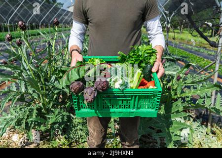 Bauer mit frisch gepflücktem Bio-Gemüse im Gewächshaus Stockfoto