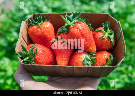 Frisch gepflückte Bio-Erdbeeren in Pappkarton auf dem Bauernhof Stockfoto