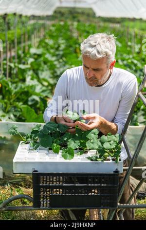 Landwirt untersucht Zucchini-Setzlinge im Gewächshaus Stockfoto