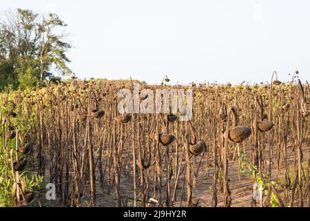 Die Köpfe der getrockneten Sonnenblumen mit Samen beugten sich auf dem Feld zu Boden. Trockenes Jahr, Ernte. Stockfoto