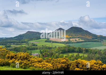 Melrose, Großbritannien. 23.. Mai 2022. Scotts View. Scottish Borders. Schottland. UK Weather, A View Looking from Scotts Blick über die Eildon Hills, mit dem üppigen grünen Gras und leuchtend gelben Ginster in Blüte, die eine farbenfrohe Szene an dem berühmten Wahrzeichen des schottischen Autors Sir Walter Scott schaffen. Quelle: phil wilkinson/Alamy Live News Stockfoto