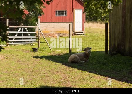 Merino Schafe schützen vor der Sonne im Schatten der Scheune im Sommer Stockfoto