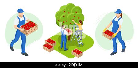 Isometrische Gärtner, Bauern und Arbeiter, die sich um den Garten kümmern, landwirtschaftliche Produkte anbauen. Reife Äpfel im Obstgarten bereit für die Ernte Stock Vektor