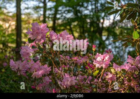 Rhododendron blüht im Rhododenron-Tal bei Åbackarna, dem Stadtpark am Fluss Motala in Norrkoping, Schweden Stockfoto