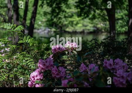 Rhododendron blüht im Rhododenron-Tal bei Åbackarna, dem Stadtpark am Fluss Motala in Norrkoping, Schweden Stockfoto