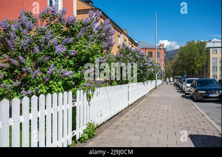 Gemeine Flieder blüht im Garten der Häuser auf der Korsgatan an einem sonnigen Tag Ende Mai 2022 in Norrköping, Schweden. Stockfoto