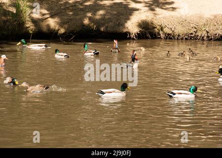 Ente(n) Strawberry Hill Pond Epping Forest Essex Stockfoto