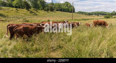 Herde von Hereford-Kühen, die im Sommer auf einem Feld mit langem Gras grasen Stockfoto