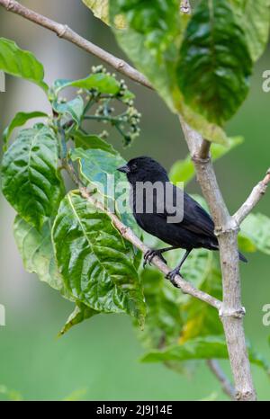 Ecuador, Galapagos, Santa Cruz Island, El Chato Ranch. Mittelerdfink, männlich (WILD: Geospiza fortis) Stockfoto