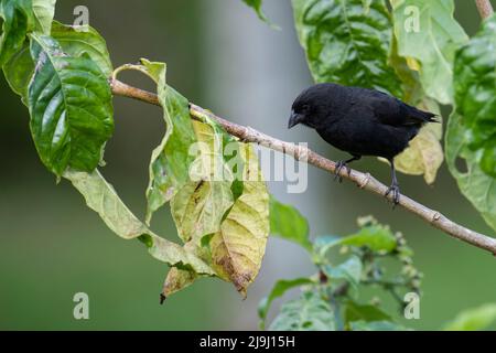 Ecuador, Galapagos, Santa Cruz Island, El Chato Ranch. Mittelerdfink, männlich (WILD: Geospiza fortis) Stockfoto