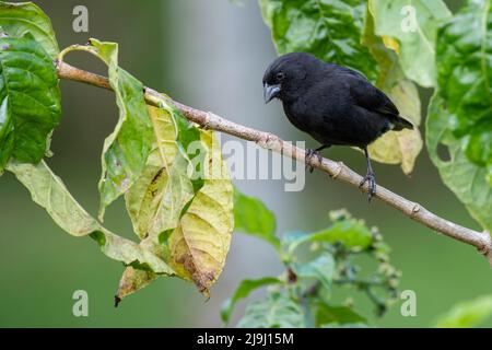 Ecuador, Galapagos, Santa Cruz Island, El Chato Ranch. Mittelerdfink, männlich (WILD: Geospiza fortis) Stockfoto