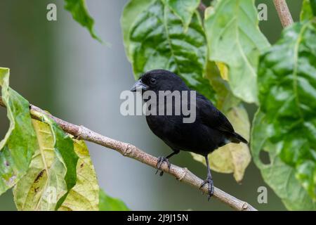 Ecuador, Galapagos, Santa Cruz Island, El Chato Ranch. Mittelerdfink, männlich (WILD: Geospiza fortis) Stockfoto