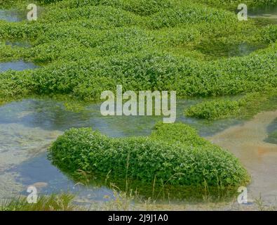 Quelle des Flusses Cetina bei Sinj in Kroatien Stockfoto