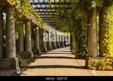 Breslau, Polen - 2021. Juni: Langer Pergola-Tunnel voller grüner Efeu-Blätter um den großen Multimedia-Brunnen neben dem Hundertjahrssaal Stockfoto