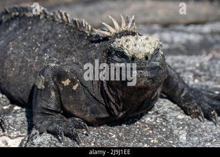 Ecuador, Galapagos, Fernandina Island, Espinosa Point. Marine-Leguan (WILD: Amblyrhynchus cristatus cristatus) Stockfoto