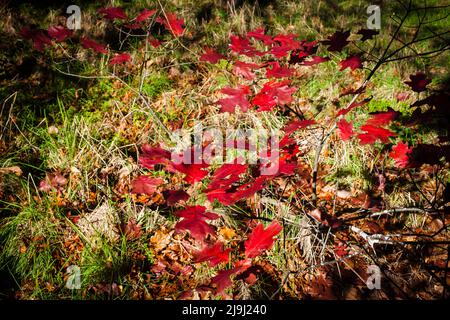 Herbstblätter, von einem Eichenkernling: Ich liebe diese satten Herbstfarben einfach. Stockfoto