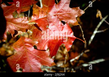 Herbstblätter, von einem Eichenkernling: Ich liebe diese satten Herbstfarben einfach. Stockfoto