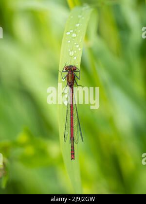 Große rote Damselfliege, Nymphula Pyrrhosoma auf Grashalm mit Regentropfen. Rückenansicht. Stockfoto