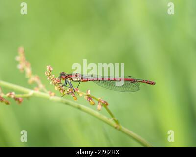 Große rote Damselfliege, Nymphula Pyrrhosoma auf der Dockblume. Stockfoto