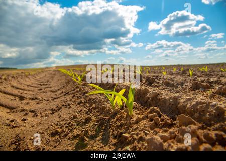 Frische grüne Maiskeime im Frühjahr auf dem Feld, weicher Fokus. Der Anbau von jungen grünen Mais-Sämlingen sprießt auf einem landwirtschaftlichen Feld. Agri Stockfoto