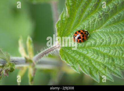 Harlekin Marienkäfer, Harmonia axyridis. Nicht-nativer invasiver Fehler. Stockfoto