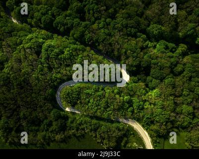 Luftaufnahme der kurvigen Straße, die durch den grünen Wald führt, Draufsicht Stockfoto