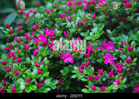 Schöner blühender Busch mit kleinen lila Blüten im Frühling, Internet-Frühlingsbanner. Frühlingsblumen Hintergrund. Stockfoto