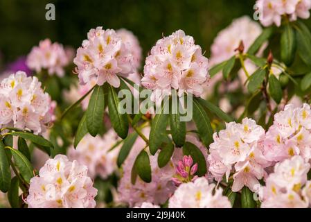 Blühende zarte rosa Knospen von Rhododendron im Frühlingsgarten Stockfoto