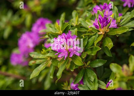 Blühende lila Knospen von Rhododendron im Frühlingsgarten Stockfoto