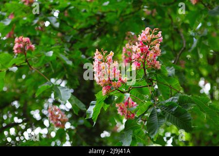 Rot gefärbte Blütenstände eines Baumes, der Kastanie genannt wird. Rosa blühende Kastanienbaum im Frühling. Ein fleischroter Rosskastanienbaum, der im Frühling blüht Stockfoto