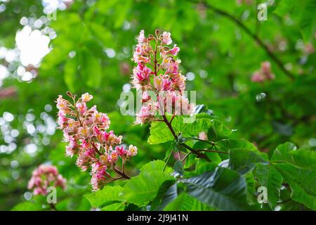 Rot gefärbte Blütenstände eines Baumes, der Kastanie genannt wird. Rosa blühende Kastanienbaum im Frühling. Ein fleischroter Rosskastanienbaum, der im Frühling blüht Stockfoto