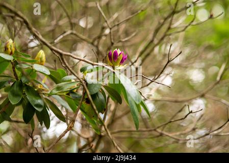 Ungeblasene lila Rhododendron-Knospen im Frühlingsgarten Stockfoto