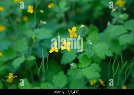 Großkelandine, gelbe Wildblumen, Nahaufnahme. Chelidonium majus ist eine giftige, blühende, medizinische Pflanze der Familie Papaveraceae. Gelb-orange Stockfoto