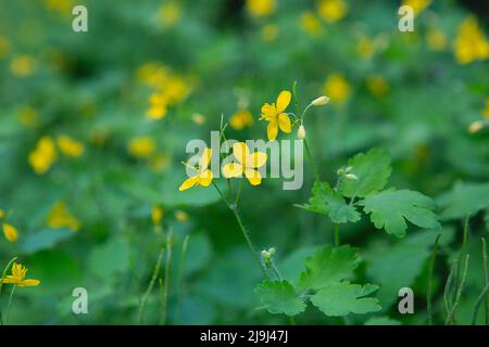 Großkelandine, gelbe Wildblumen, Nahaufnahme. Chelidonium majus ist eine giftige, blühende, medizinische Pflanze der Familie Papaveraceae. Gelb-orange Stockfoto