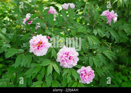 Rosa Pfingstrose. Zarte rosa Blüten, die im Sonnenlicht baden. Leuchtend rosa Pfingstrose blühte im frühen Frühjahr, Internet-Frühlingsbanner. Frühlingsblumen Hintergrund Stockfoto