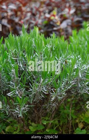 Kräuterpflanzen in der Küche. Grüner frischer aromatischer KräuterRosmarin. Aromatische Gewürze wachsen im Garten. Nahaufnahme von grünem Rosmarin, der im Freien wächst Stockfoto