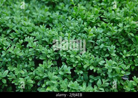 Grünes Blatt des Banyan Tree ( Ficus annulata Blume ), Sträucher für die Gartendekoration, grünes Blatt-Banner im Internet. Feder Stockfoto