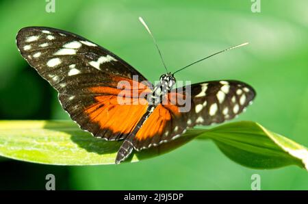 Monarch Butterfly im Calgary Zoo Alberta Stockfoto