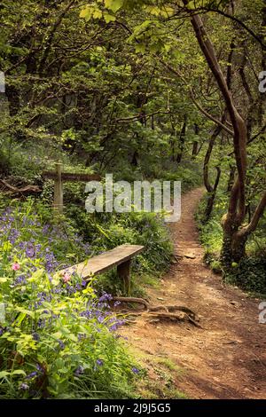 Eine Bank auf dem gewundenen Fußweg durch Beckland Woods Anfang Mai. Die Wälder liegen auf einem abgelegenen Abschnitt des South West Coast Path in North Devon. Stockfoto